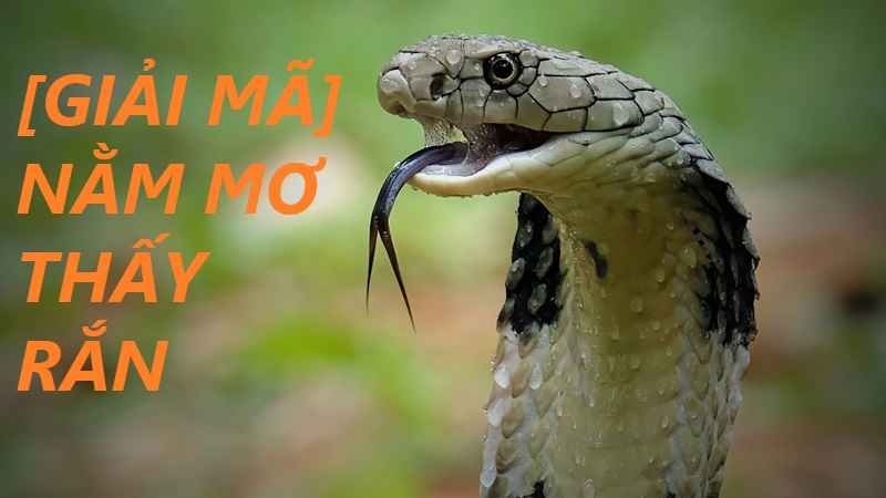 Mơ thấy rắn đánh con gì? Giải mã giấc mơ thấy rắn tại xổ số OK9 5 mơ thấy rắn